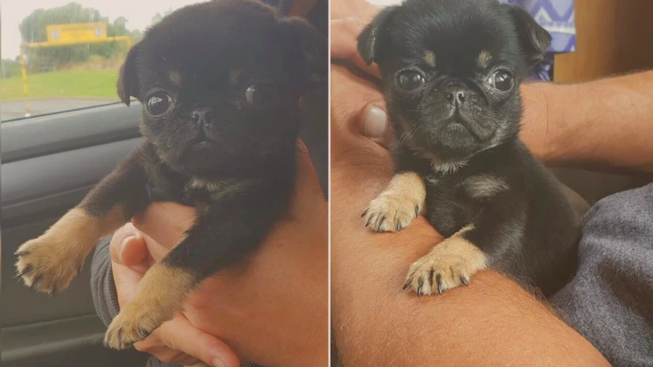 Adorable puppy was found inside a plastic bag thrown on the ground ‘Crying’