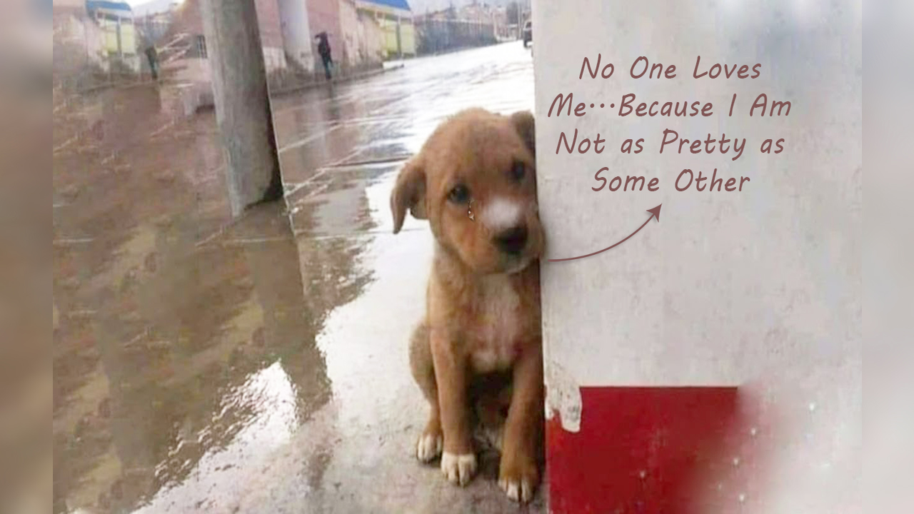 A Puppy who was scared and hid against the wall finds a warm and loving home with nice people