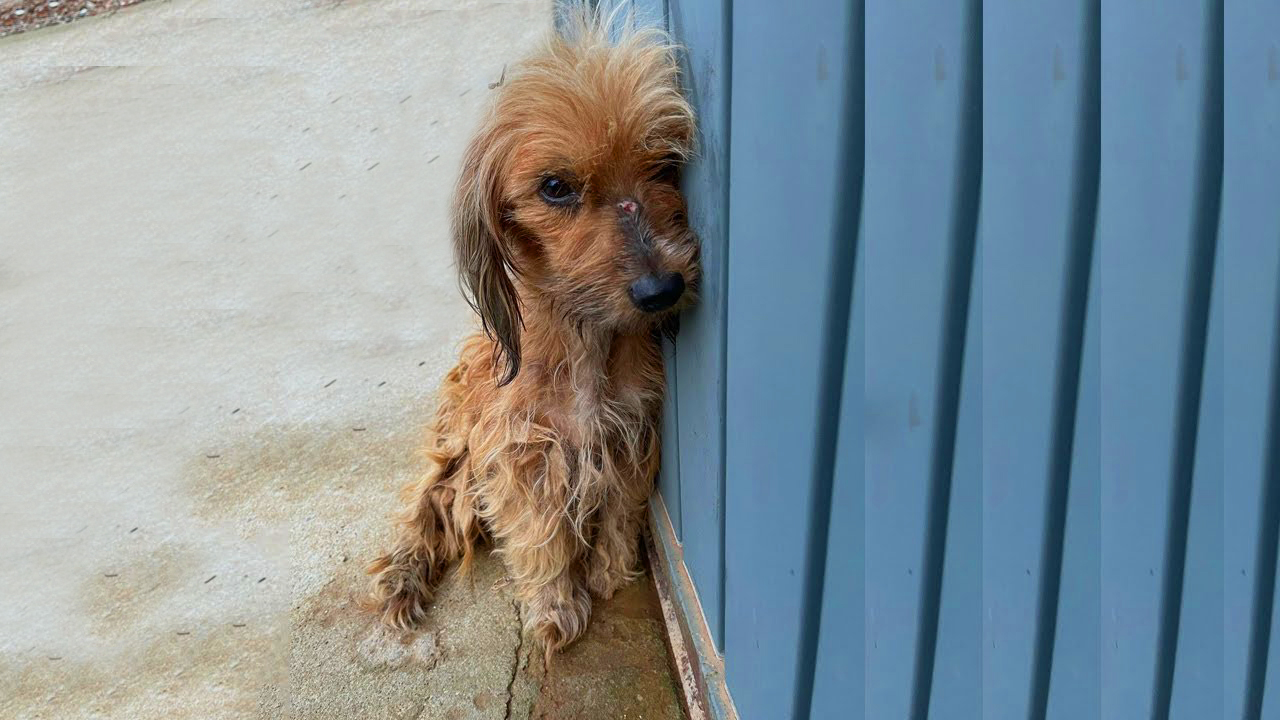 She Was Exhausted After Becoming A Toy For The Children of The Small Village