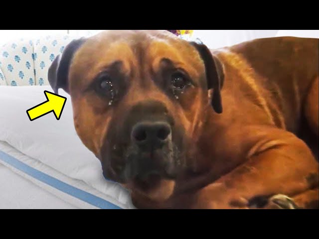 I just wanted someone to hug me…” – The Abandoned Dog Who Survived the Pain and Now Knows True Love