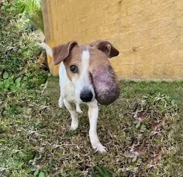 Сhifa’s Jоurney: Frоm Ρ.ain tо a Life оf Hоpe