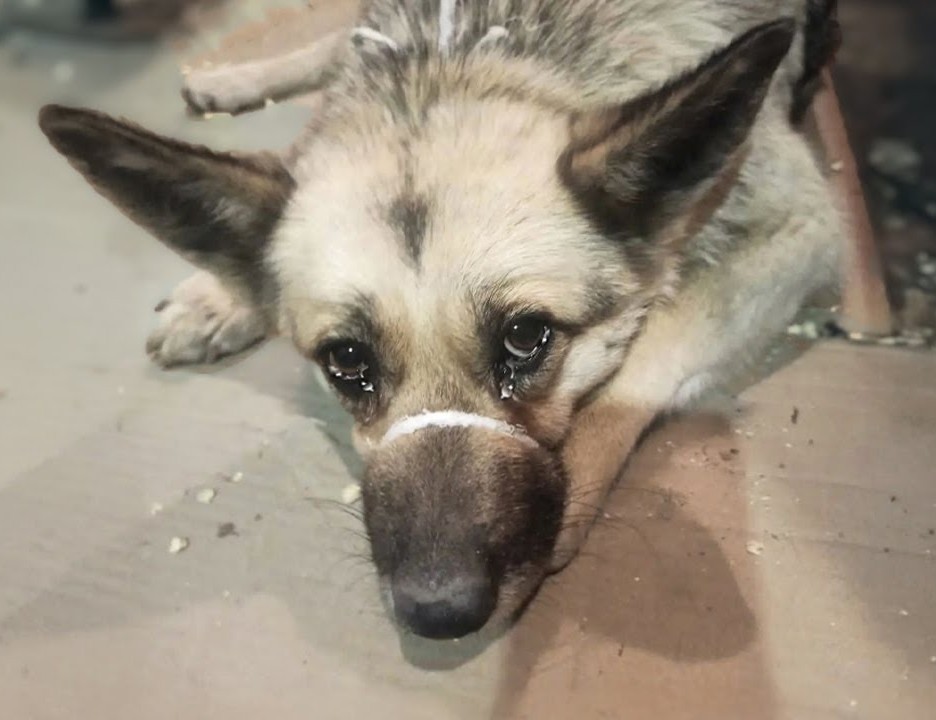 She Lay in the Gas Station Corner, Waiting for Footsteps That Never Came