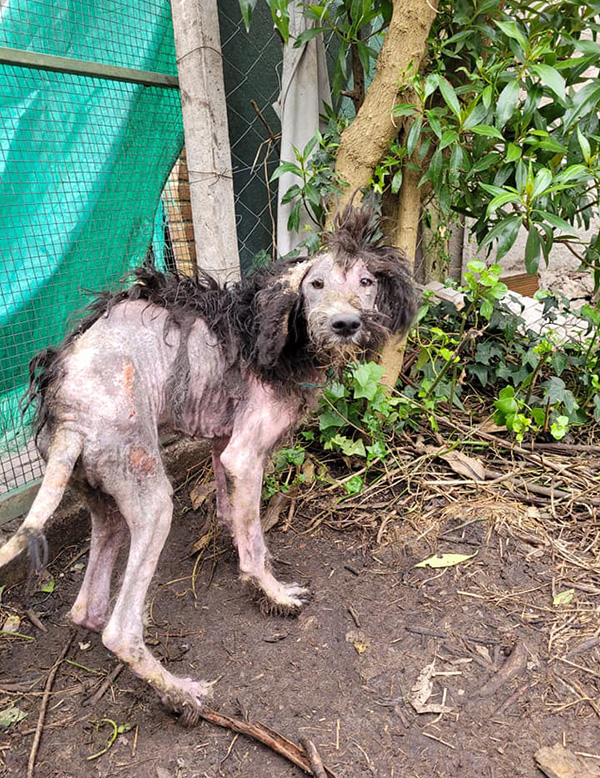 The stray dog, with his body covered in mange and scars, and with sad eyes, had no one who wanted to approach him.