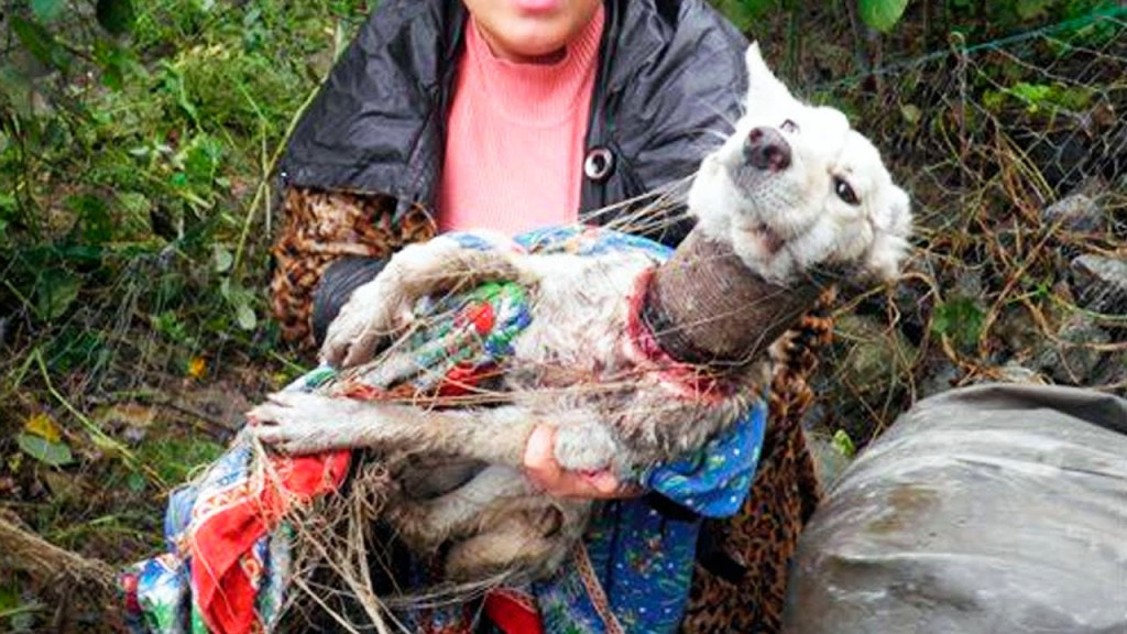 Iron Can Stuck on Her Neck, This Dog’s Painful Ordeal Ends in Love and Rescue