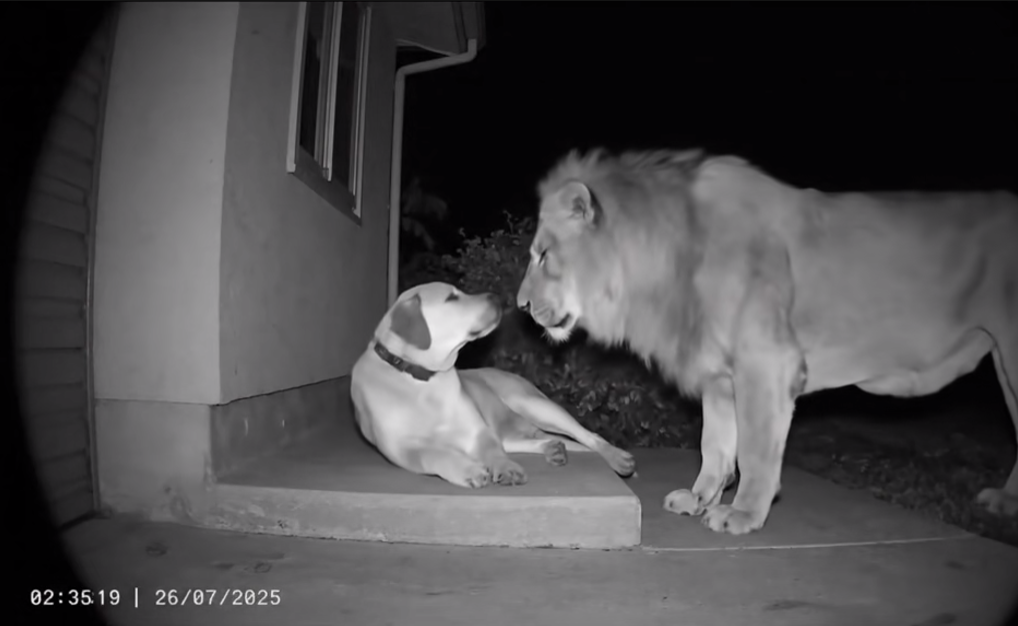 A Lion Walked Into Their Yard and Approached Their Dog — What Happened Next Left Everyone Speechless