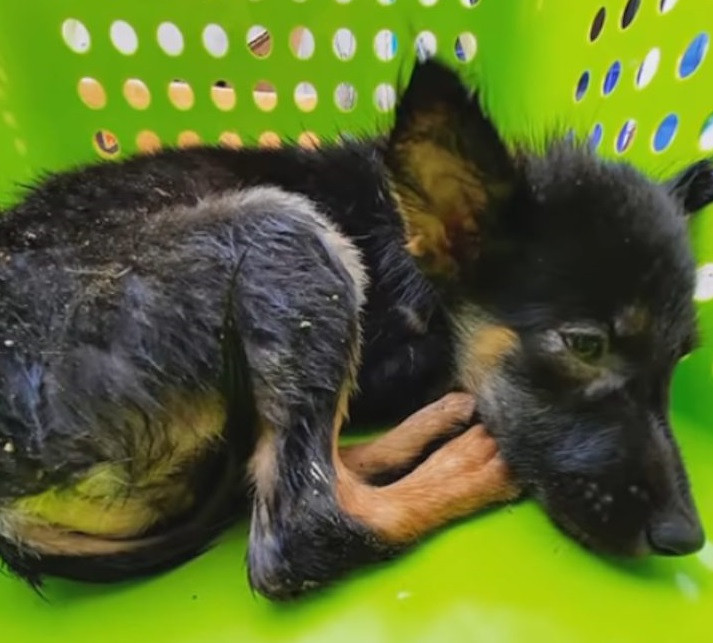 Heartbroken Puppy Finds Hope After Tragic Loss: Rescued and Awaiting a Loving Home