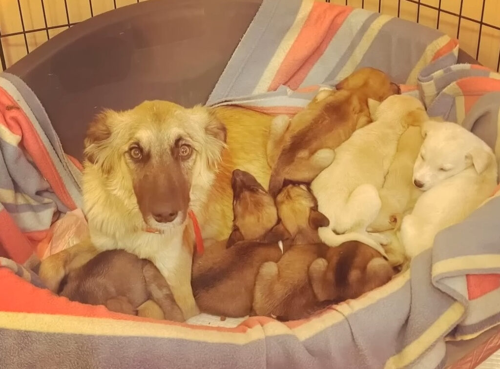 Courage and Love: Mother Dog’s Journey from Abandonment to Hope and Triumph