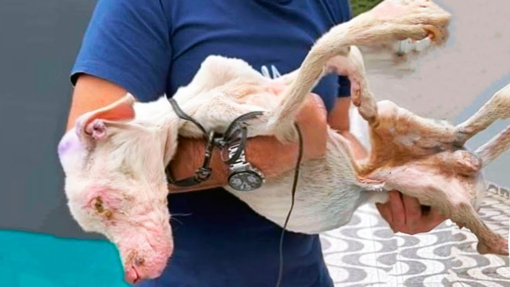 From Stray to Beloved: Buddy’s Journey Inspires Compassionate Change for Animal Welfare