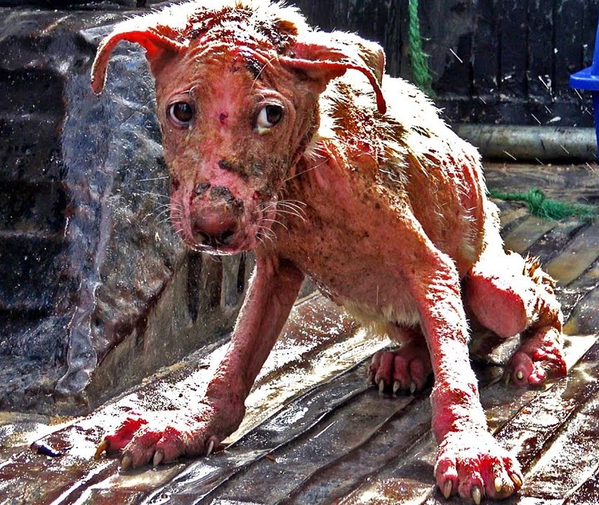 I just wanted someone to touch me… but everyone was afraid of my mange” – The skinny little dog who just wanted a hug.