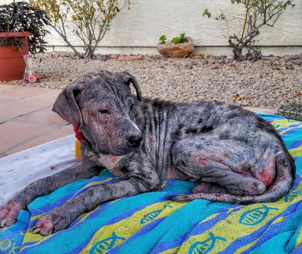 My eyes can’t see, but I can feel the indifference of everyone around me.” — The whisper of a mangy puppy.