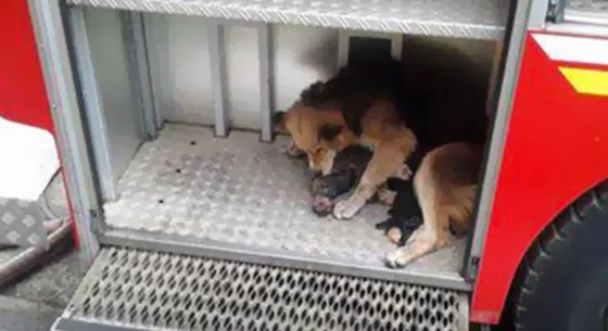 Hero Dog Rescues Her Puppies from House Fire in Incredible Act of Love