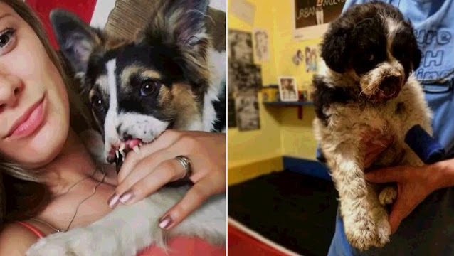 Unique Dog Without Nose and Paw Starts New Life Filled With Love