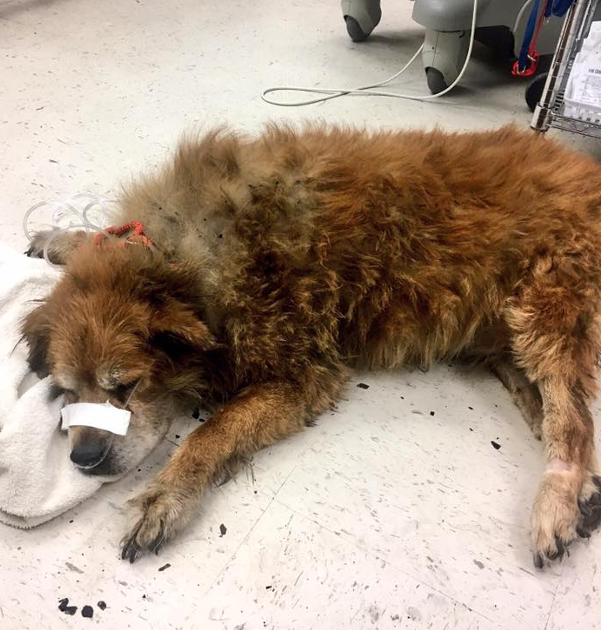 Heroic Dog Che Saves Owner from Blaze, Gains Admiration for Brave Act