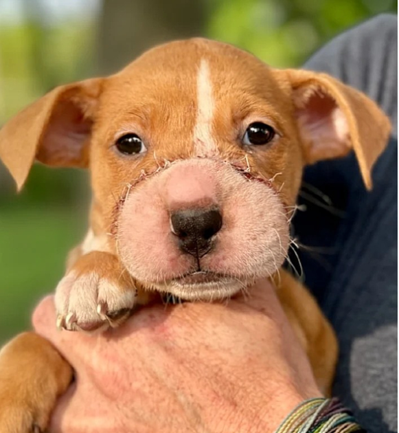 Resilient Puppy Tiffany Triumphs Over Tragic Abuse, Seeks Justice with PETA’s Help