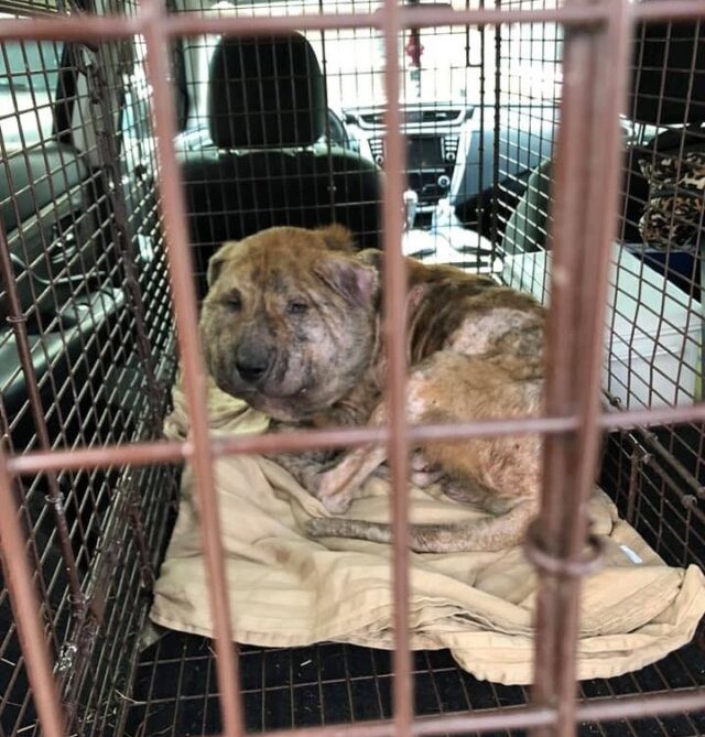 Dog found with shoelace stuck in neck finds hope with Houston rescue