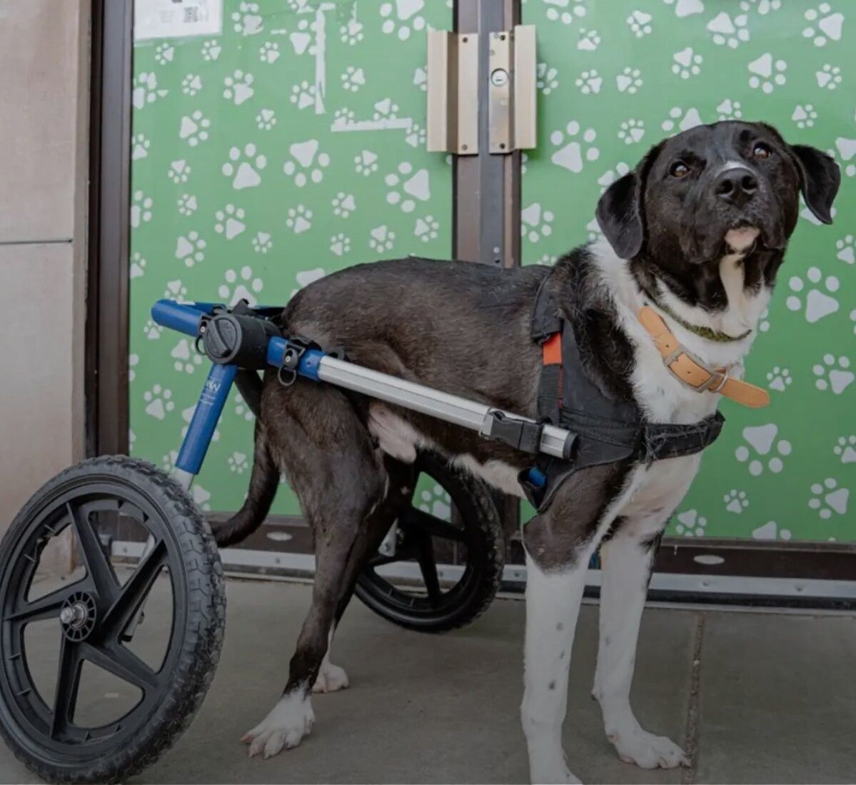 This Very Special Dog On Wheels Has Waited His Whole Life For A Home