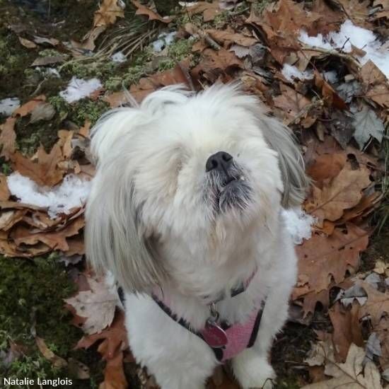 Blind Elderly Shih Tzu Lives a Full Life, Educating Others on Caring for Aging Dogs