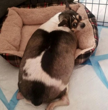 Overweight Chihuahua Abandoned In Locked Crate Alongside New Jersey Highway