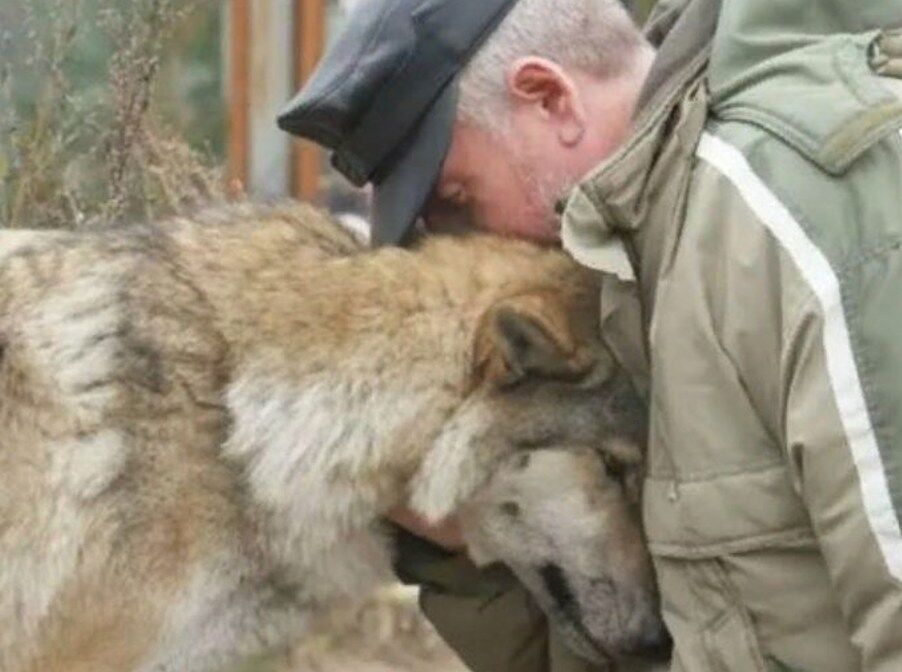 The she-wolf wandered into the village in search of food, and the forester, moved by pity, gave her some: Two months later, she returned, but this time she was not alone