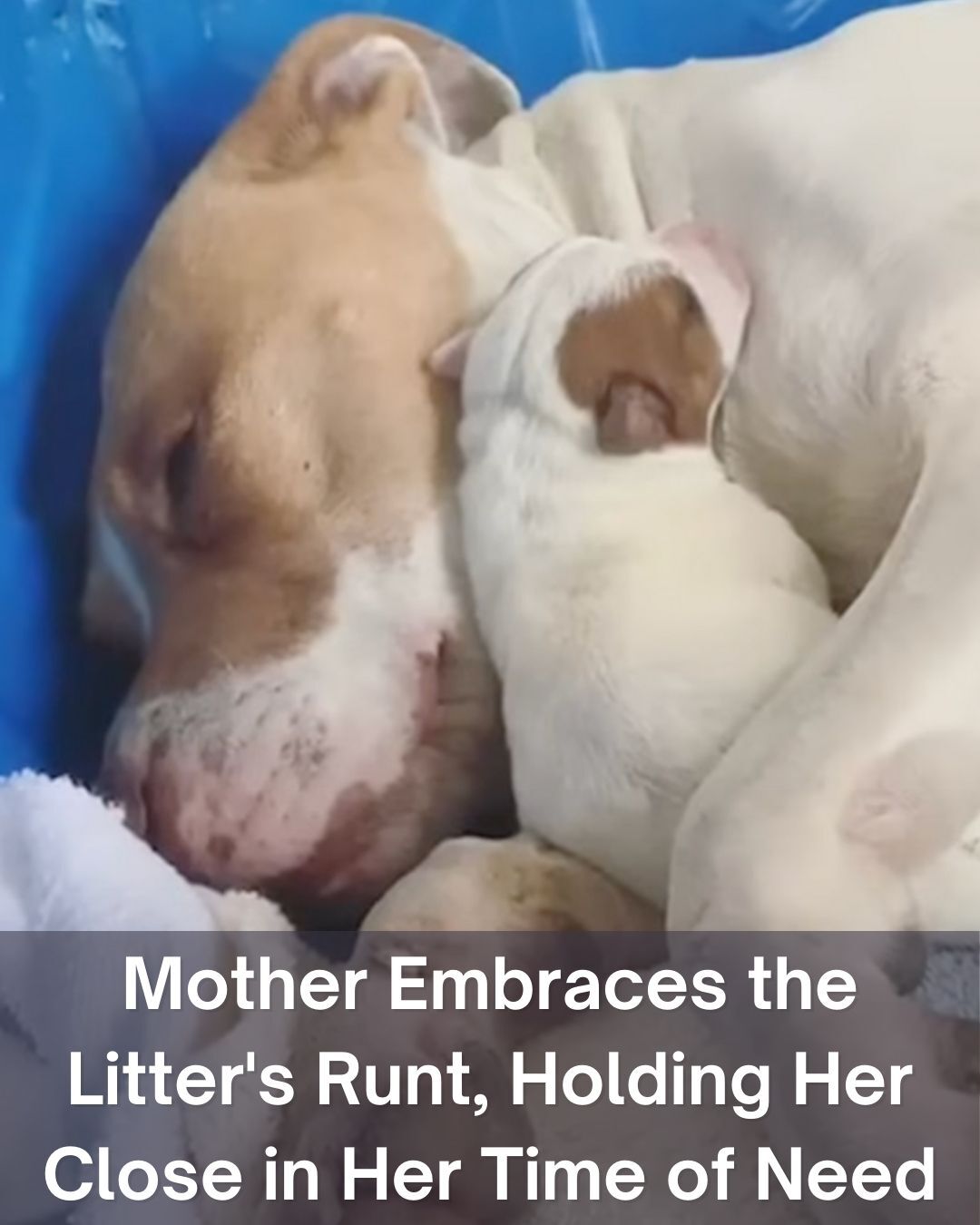 Mother Embraces the Litter’s Runt, Holding Her Close in Her Time of Need