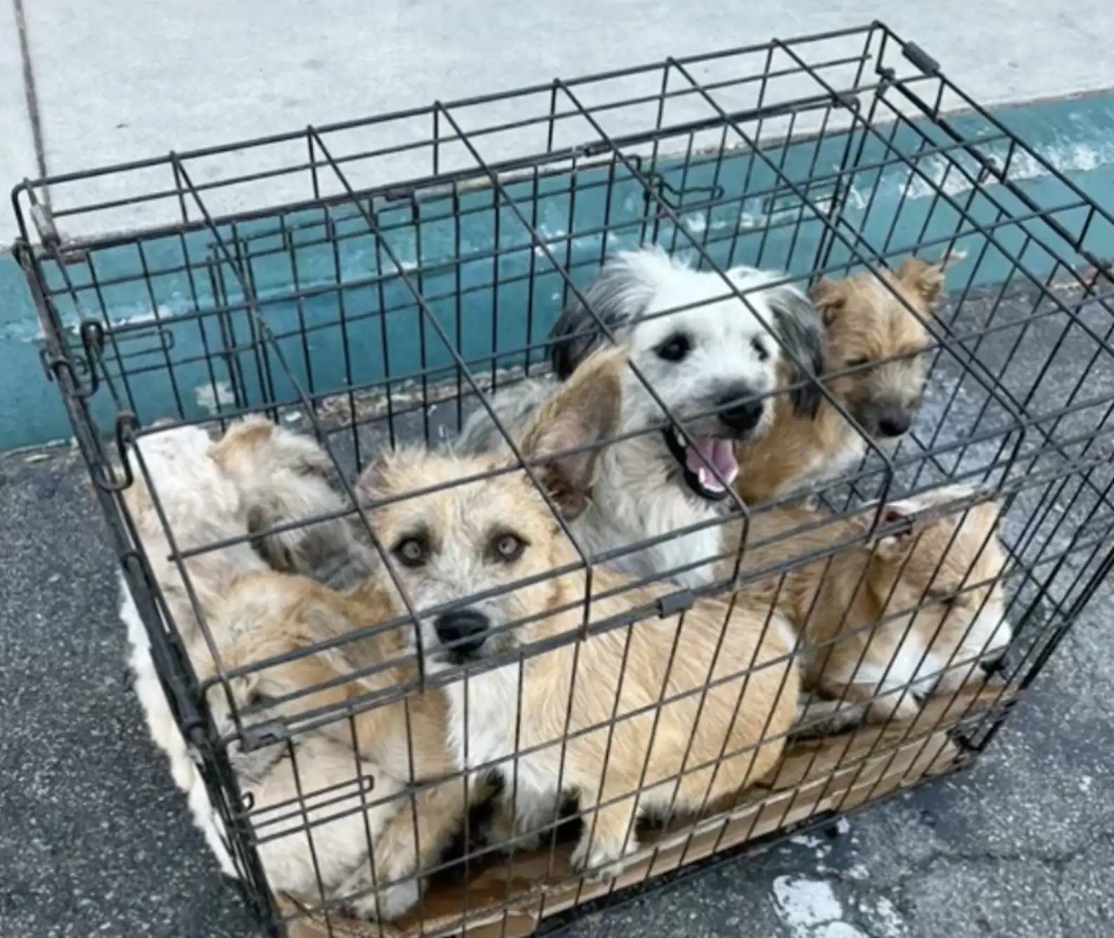 Woman Spots 7 Dogs Suffering In Cramped Cage While Running Errands
