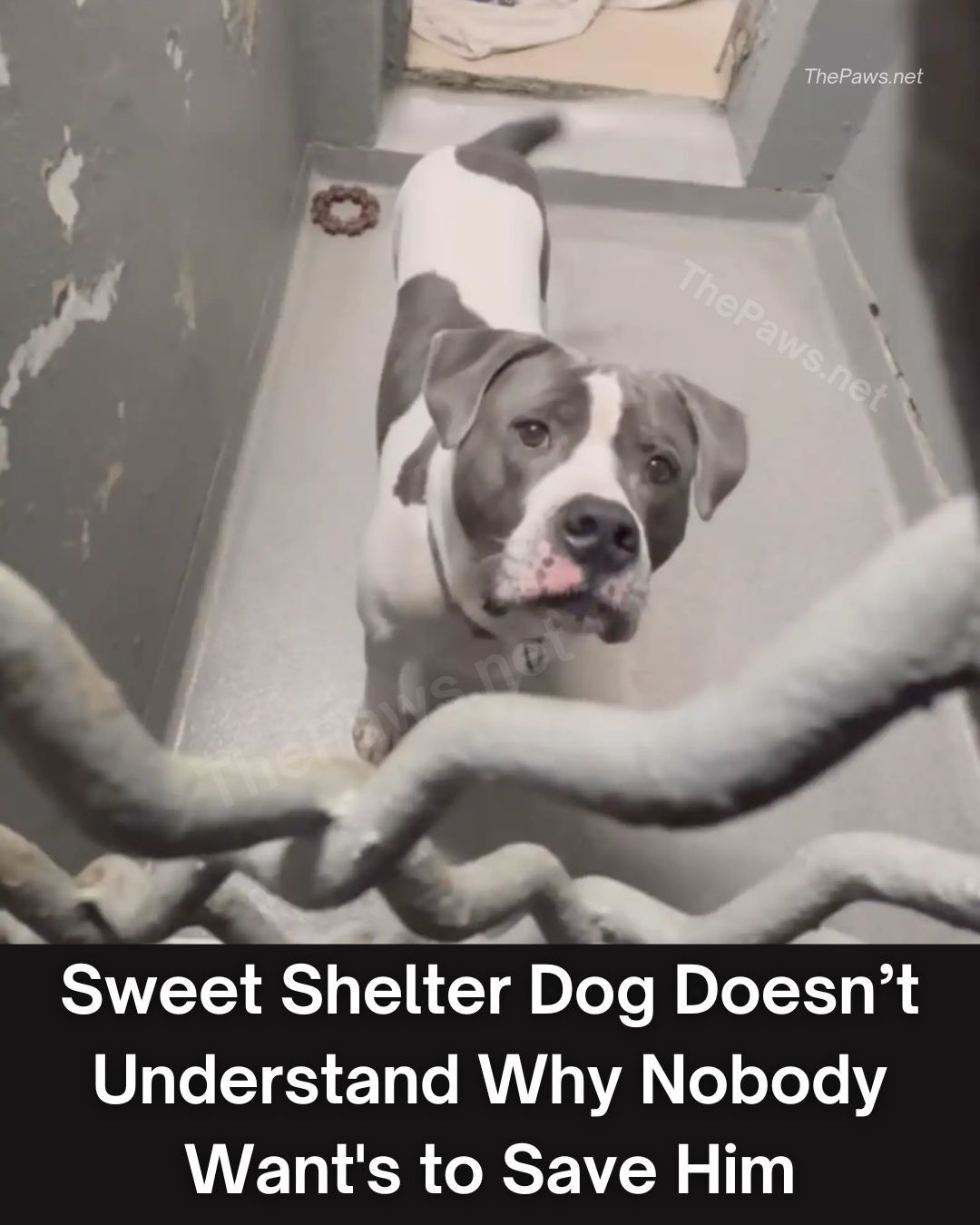 Sweet Shelter Dog Doesn’t Understand Why Nobody Wants to Save Him