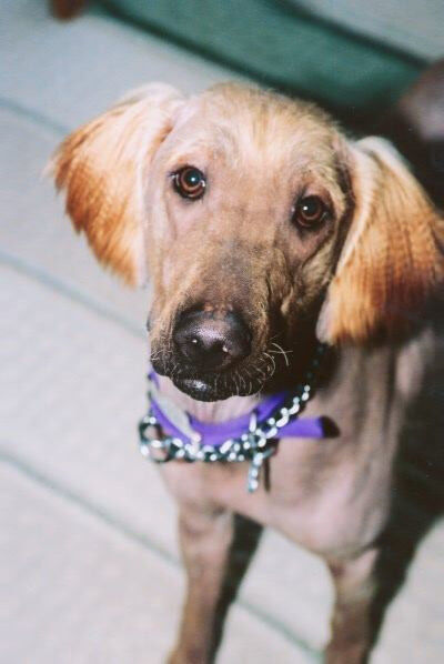 Bald Golden Retriever Dumped at Shelter, Waits for a Forever Home for Months