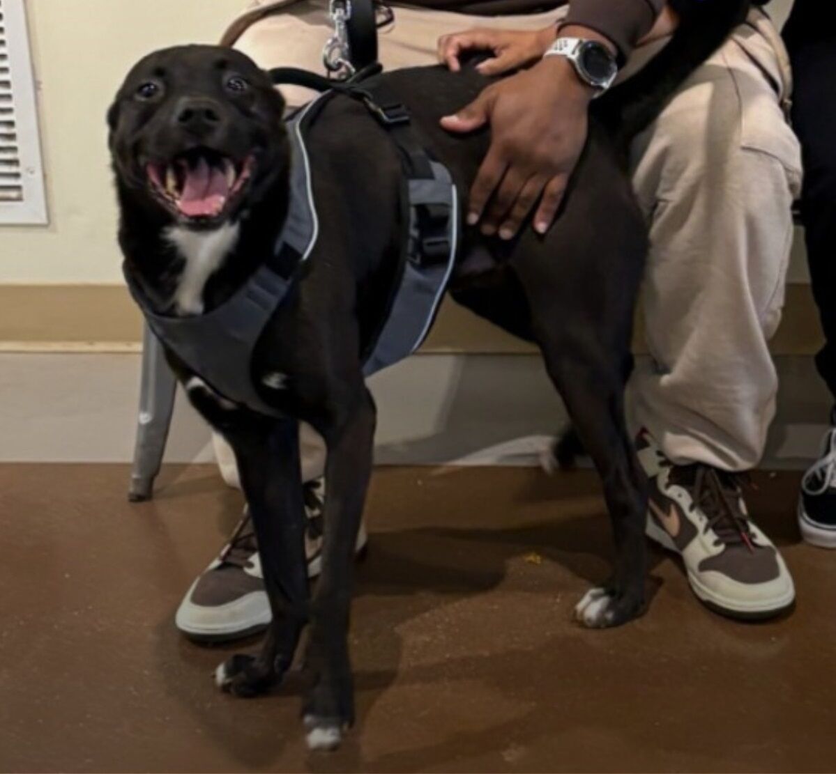 Shelter Dog Can’t Stop Smiling When He Finally Reunites With His Family