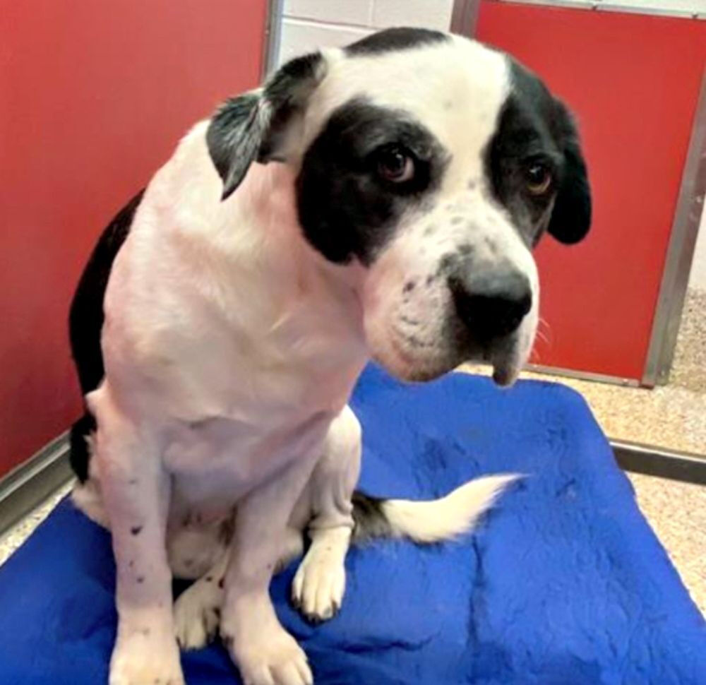 Moo the Tank Dog is Just the Companion You’ve Been Searching For!