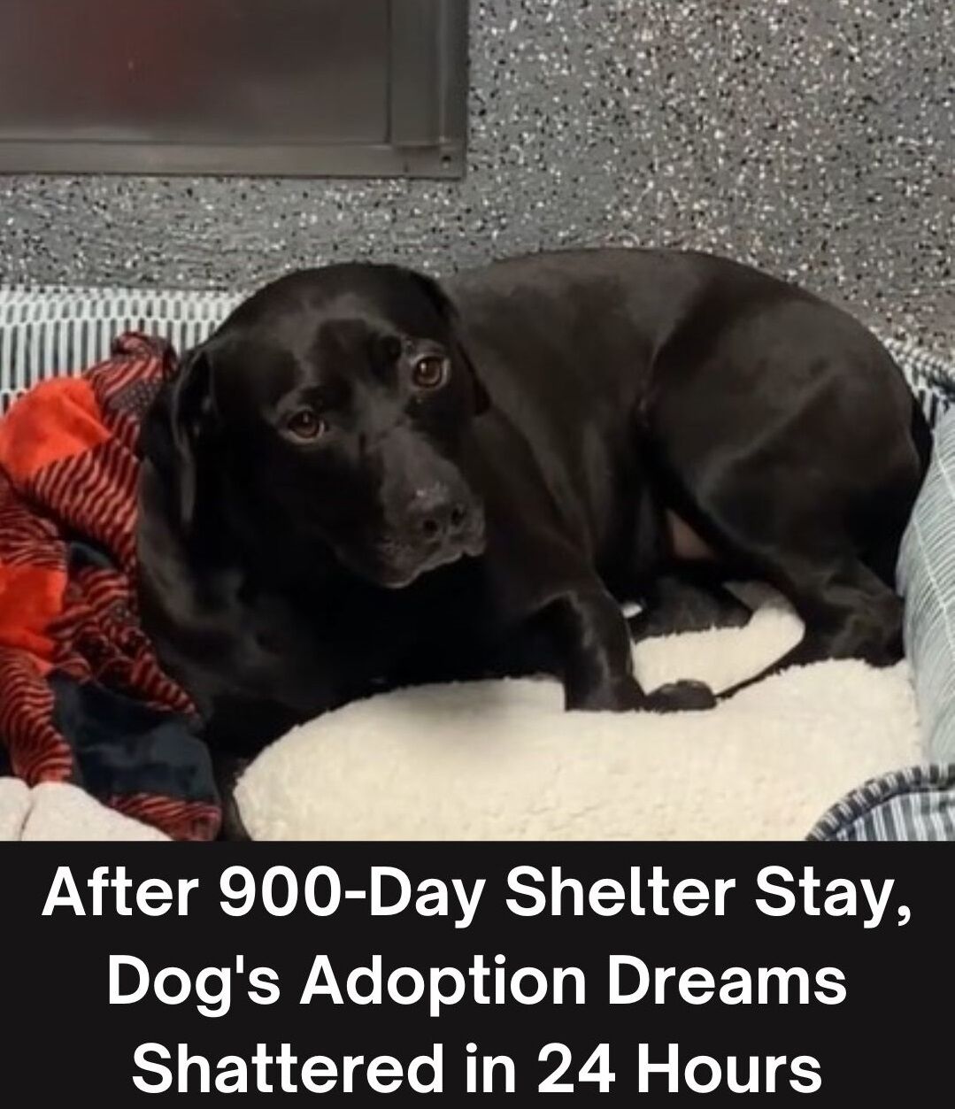 After 900-Day Shelter Stay, Dog’s Adoption Dreams Shattered in 24 Hours