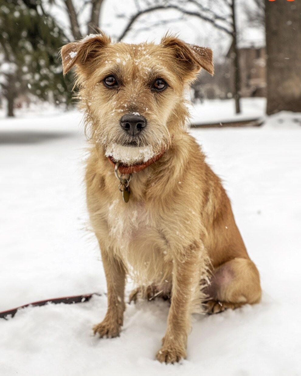 The Tale of Rusty: The Senior Dog Who Found His Home at Last…