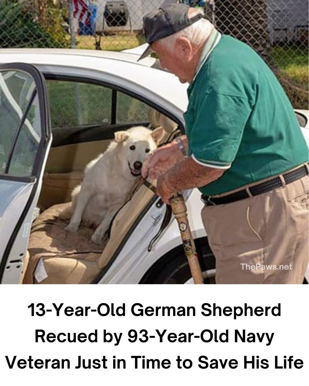 13-Year-Old German Shepherd Recued by 93-Year-Old Navy Veteran Just in Time to Save His Life