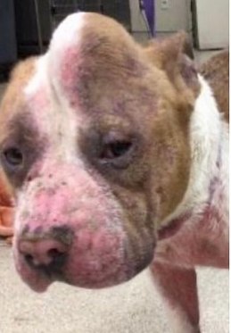 Pitbull With Massive Lump On Her Head Gets Rescued From Euthanasia