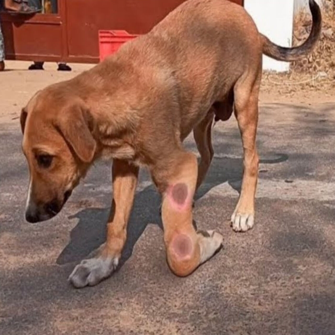 From Broken Leg to Brave Survivor: Dog’s Inspiring Recovery After Accident