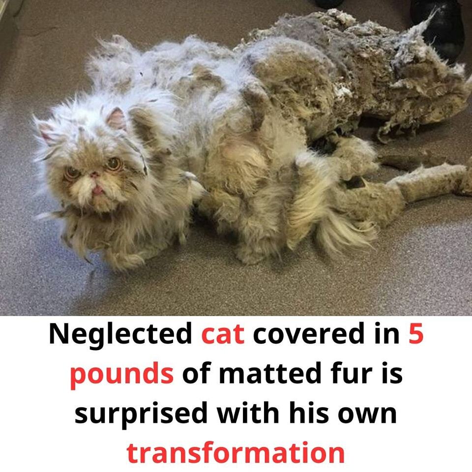 Neglected cat covered in 5 pounds of matted fur is surprised with his own transformation