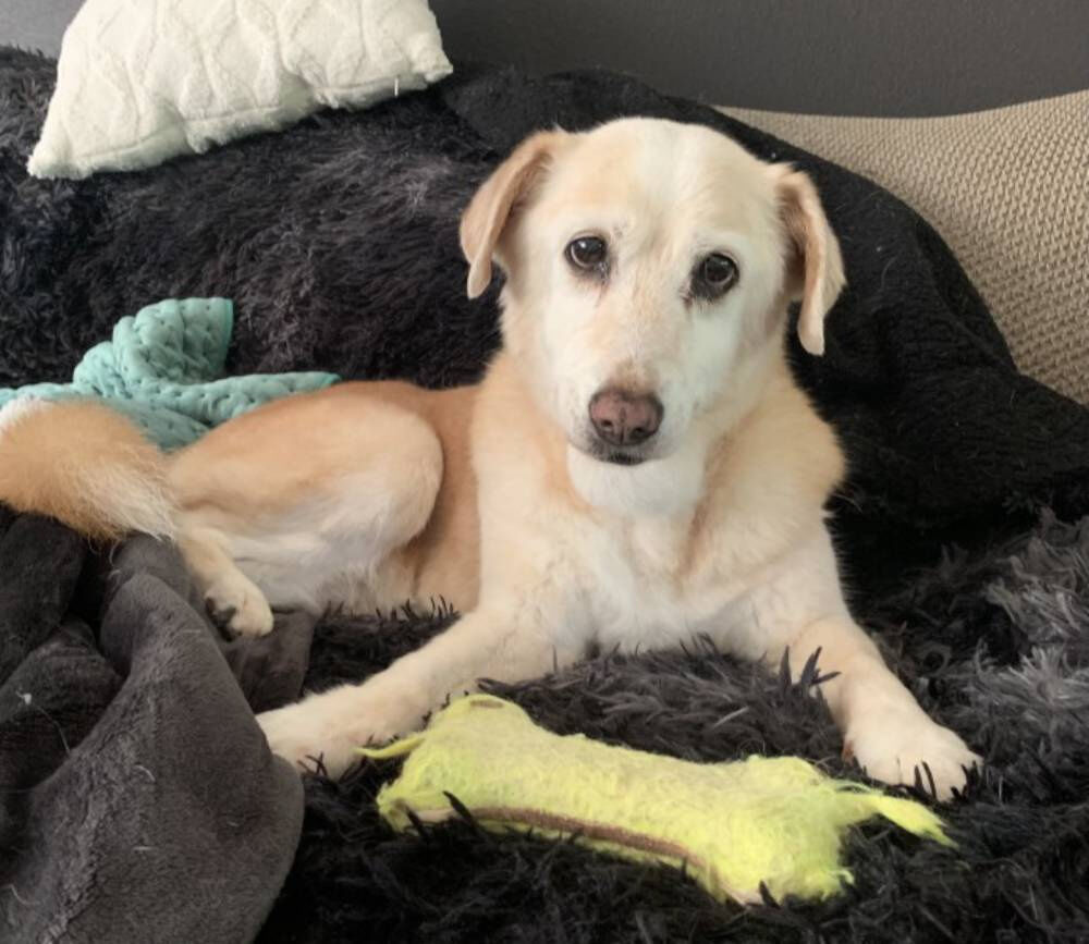 Dog Abandoned on Porch for Weeks is Rescued in the Nick of Time