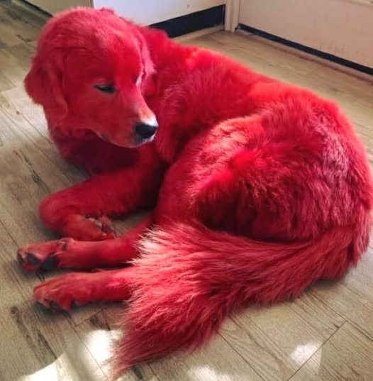 Woman dyes her Great Pyreneese dog bright red so he won’t get stolen