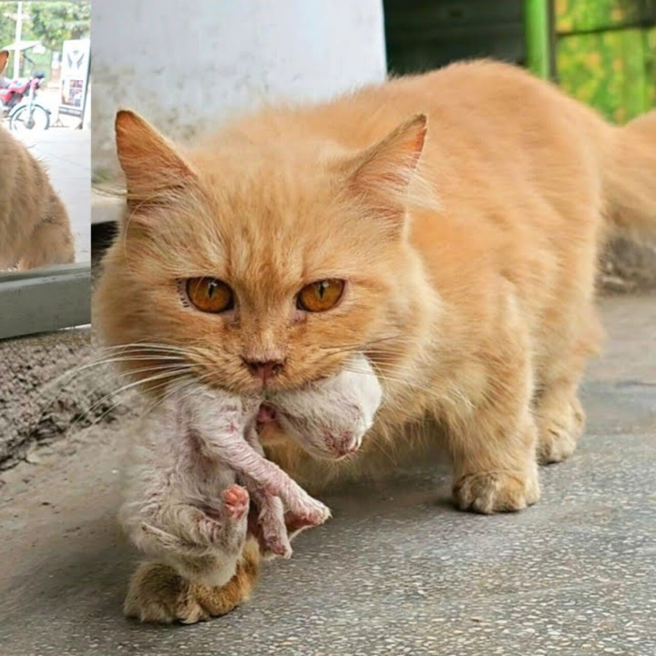 A Knock of Hope: How a Stray Cat Found Her Forever Home