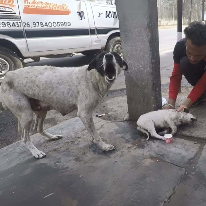 The Dog Was Found In An Abandoned House, The Owner Left And Left It