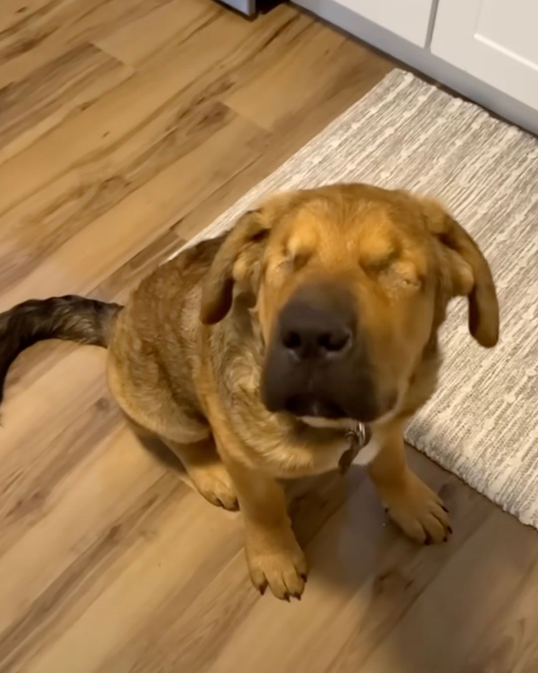 Blind Rescue Pup Melts the Heart of a Guy Who Didn’t Want Him