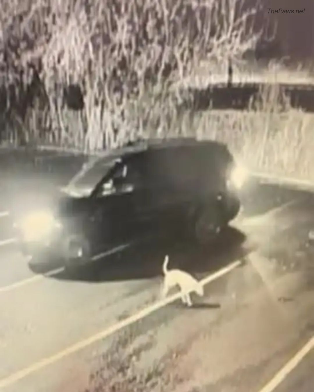 Camera Captures Dog in Parking Lot Heartbroken as Family Drives Away Forever