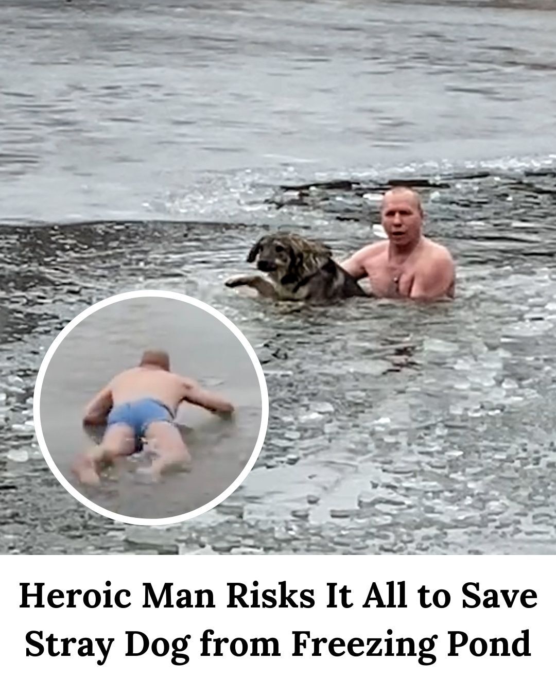 Heroic Man Risks It All to Save Stray Dog from Freezing Pond