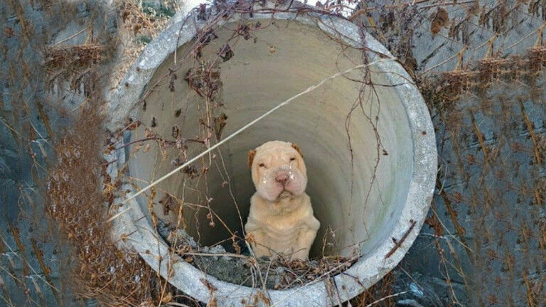 Kai’s Journey: From Desperation to a Life of Love and Freedom