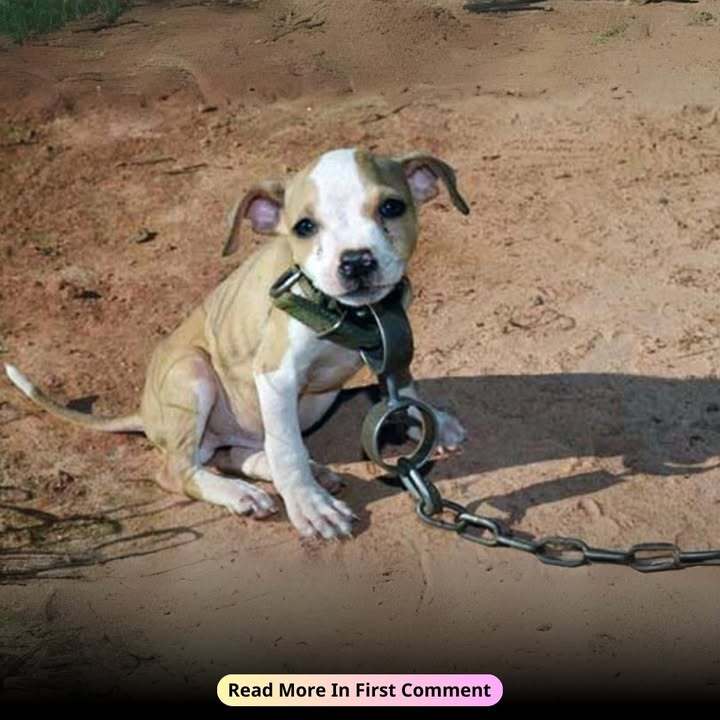 He Lived In Anticipation Of The End! What They Wanted To Do With This Baby Shocked Everyone!