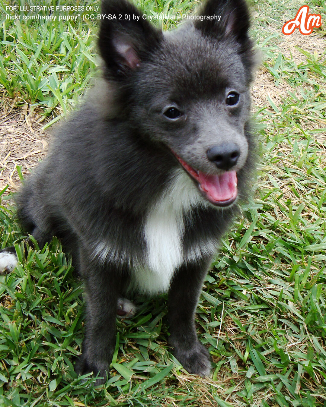 Dog Led Its Owner to the Backyard of an Abandoned House and Made Him a Millionaire