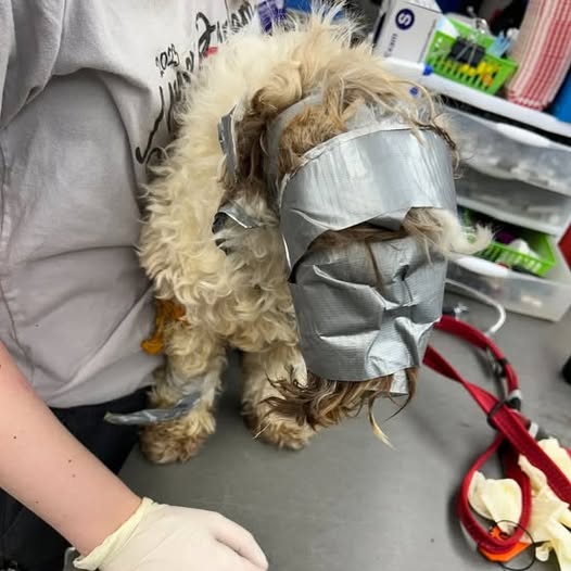 Dog found in dumpster wrapped up in duct tape: “I have never seen anything like it”.