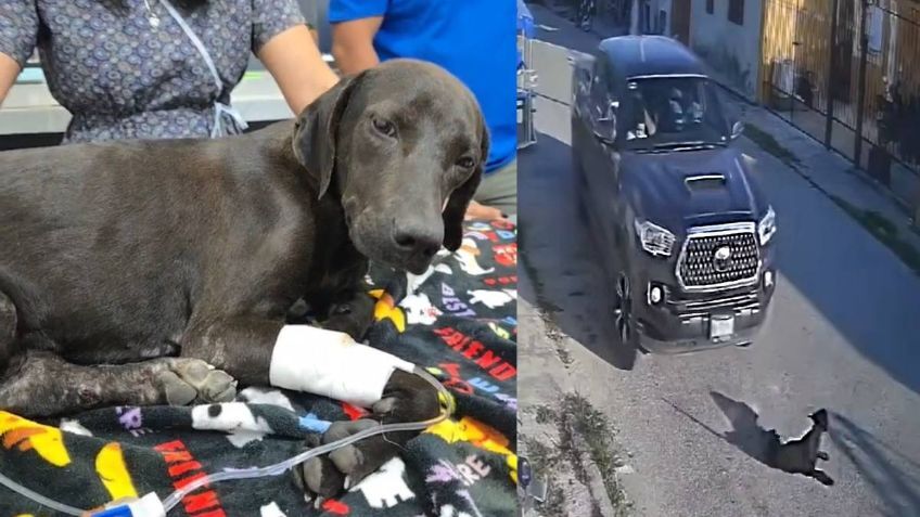 Pickup truck driver caught trying to crush a dog; he ran over the dog 4 times | STRONG VIDEO