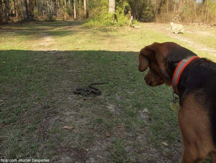 Best Hero Dog Times Two!