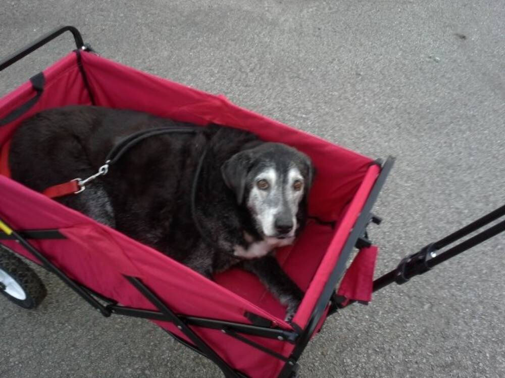 After Learning They Can’t Have Children, Couple Finds Dog That Fills Their Home with Love