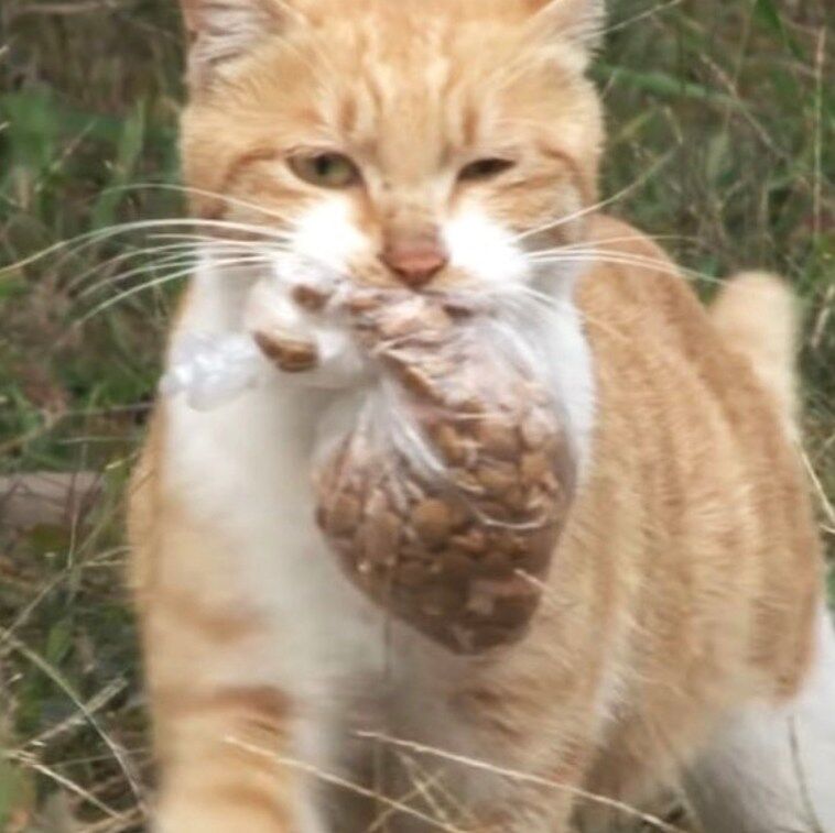 Stray cat refuses to eat unless she gets food in a bag